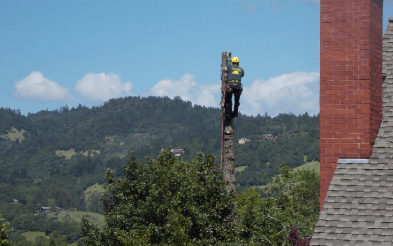 Protect Your Trees By Hiring A Professional Tree Pruning Service