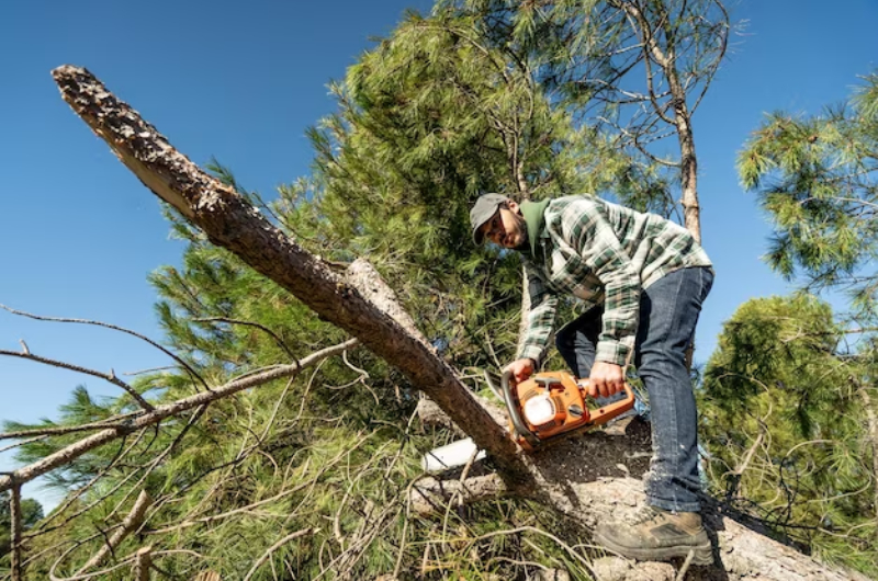 Maintaining A Beautiful And Healthy Yard: The Role Of Tree Pruning Service