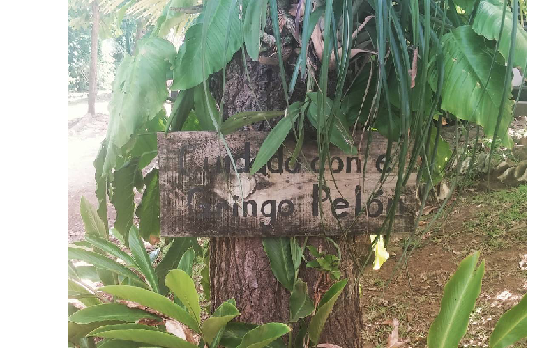 guanaja beach resort