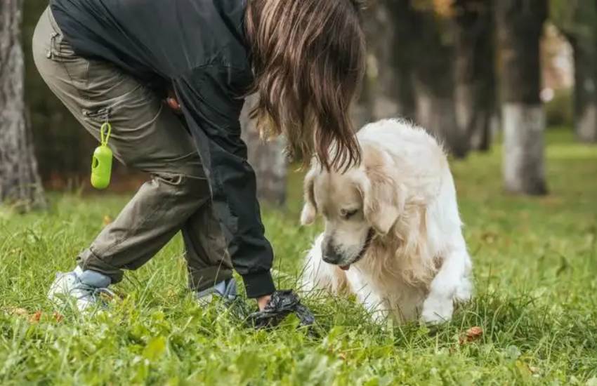 Don’t Let Pet Waste Pile Up: Use A Pet Waste Disposal System