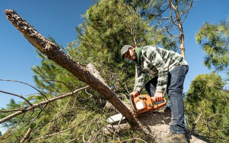 tree pruning service
