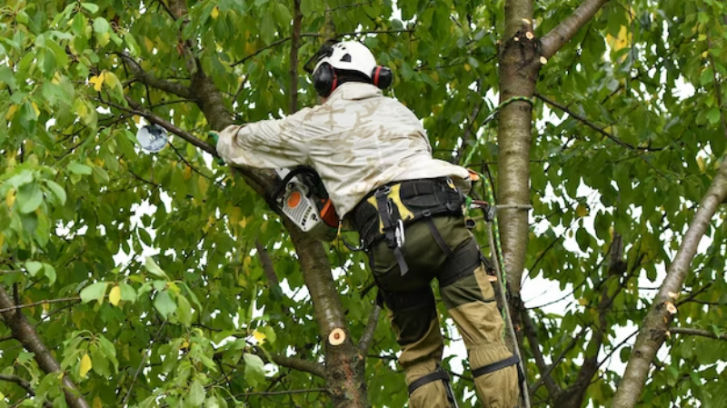 tree pruning service 