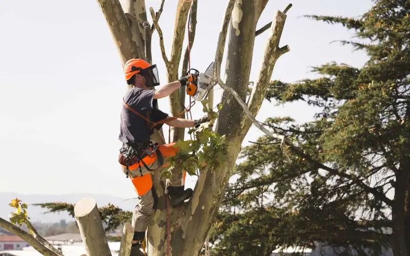 Tree Removal Service