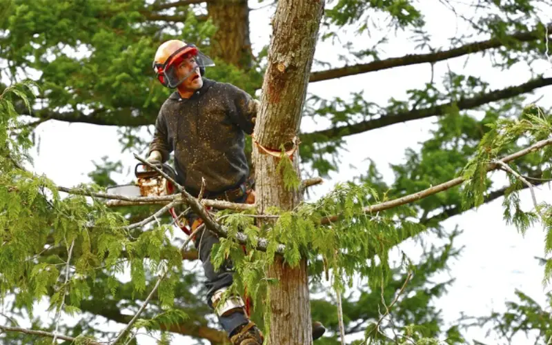Preventing Tree Damage: The Role Of Tree Removal Services