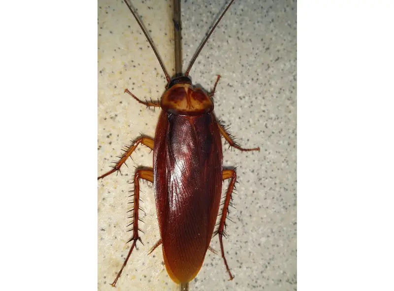 How a Cockroach Exterminator in Vaughan Can Save Your Home?
